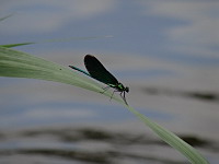 Demoiselle (ph. Mrugala F., aout 2019, Allemagne, Lac Seehof)(1) 